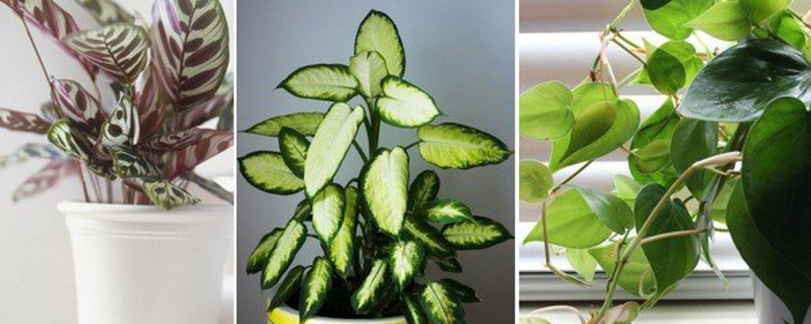 10 plantes parfaites pour tous ceux qui n'ont pas le pouce vert! 
