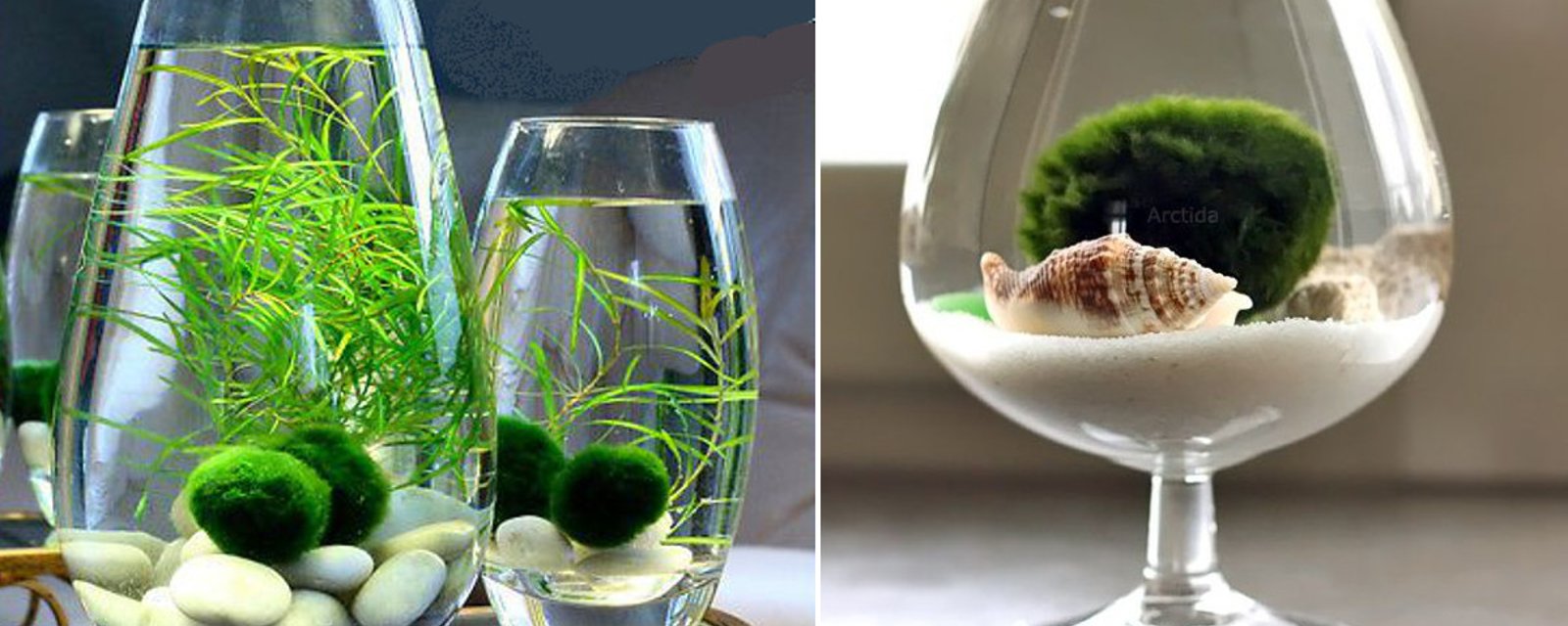 Décorez votre intérieur avec une plante aquatique grâce à ces idées qui sauront vous inspirer