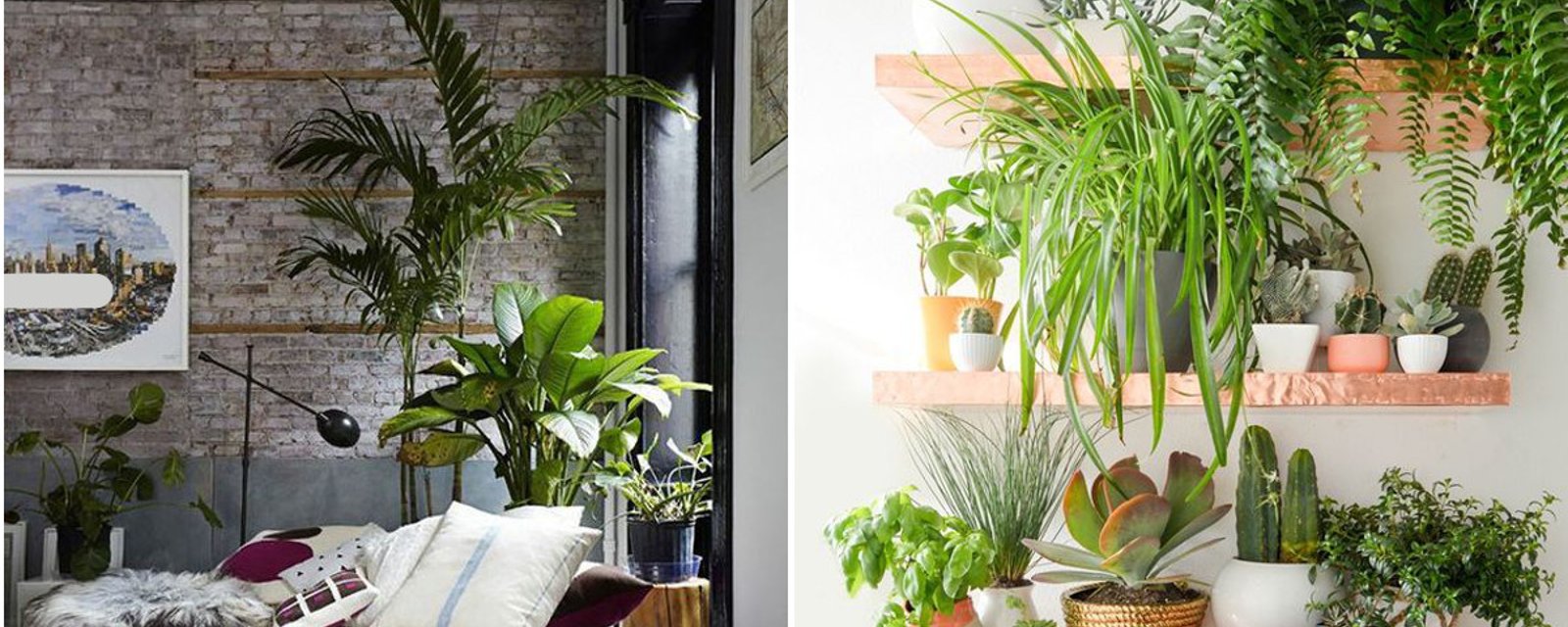 20 inspirations pour décorer votre maison avec des plantes vertes 
