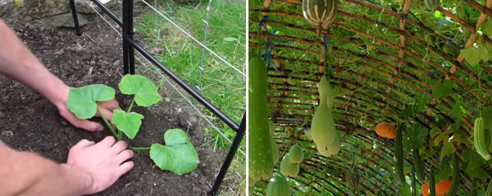Tout ce qu'il faut savoir pour cultiver les courgettes dans une arche de jardin 