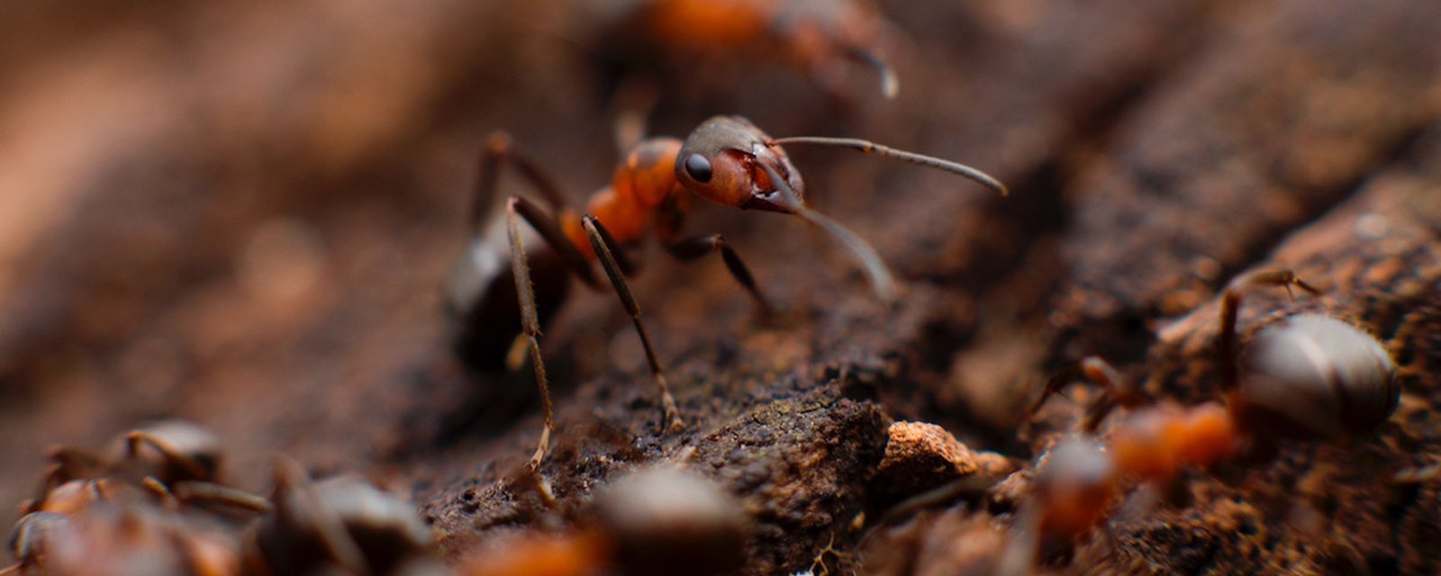 2 méthodes simples pour dire stop aux fourmis qui veulent vous envahir