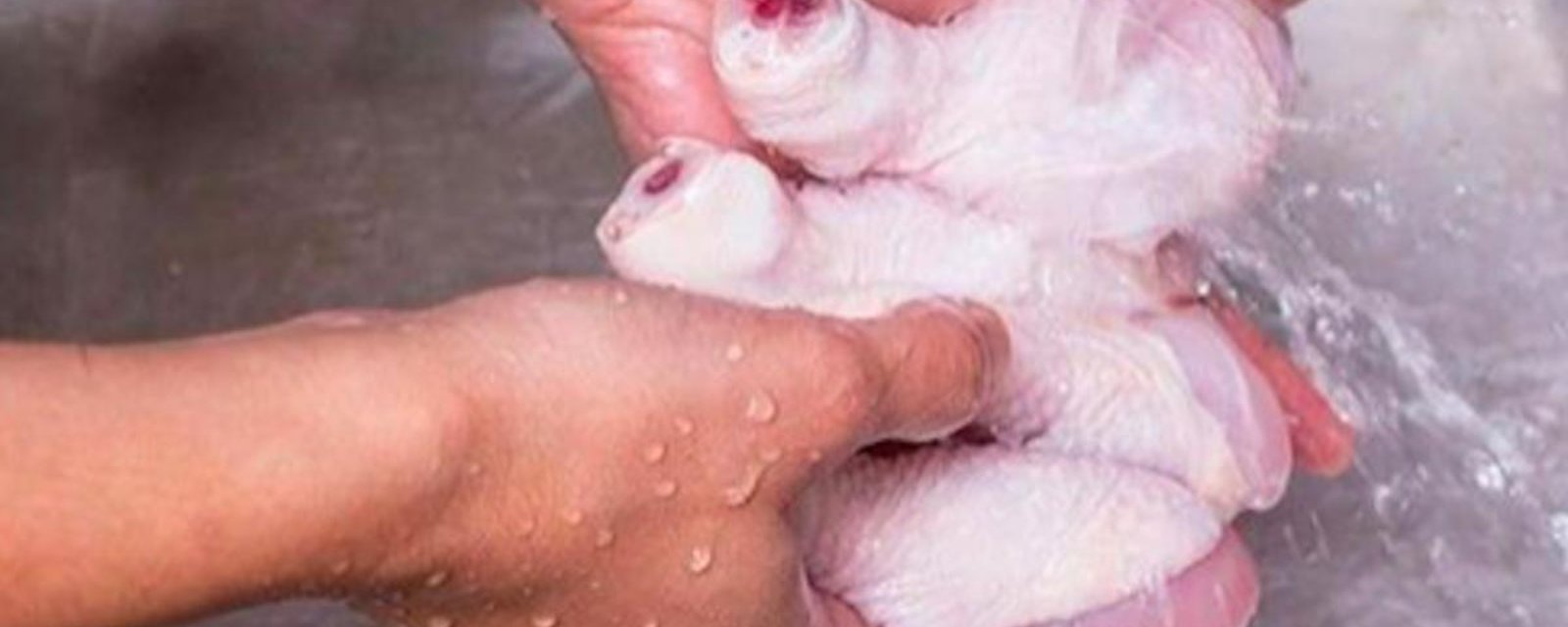 Découvrez pourquoi vous ne devriez jamais laver le poulet avant de le cuisiner