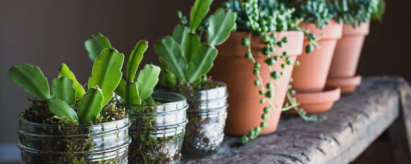 15 plantes intérieures parfaites si vous n’avez pas le pouce vert