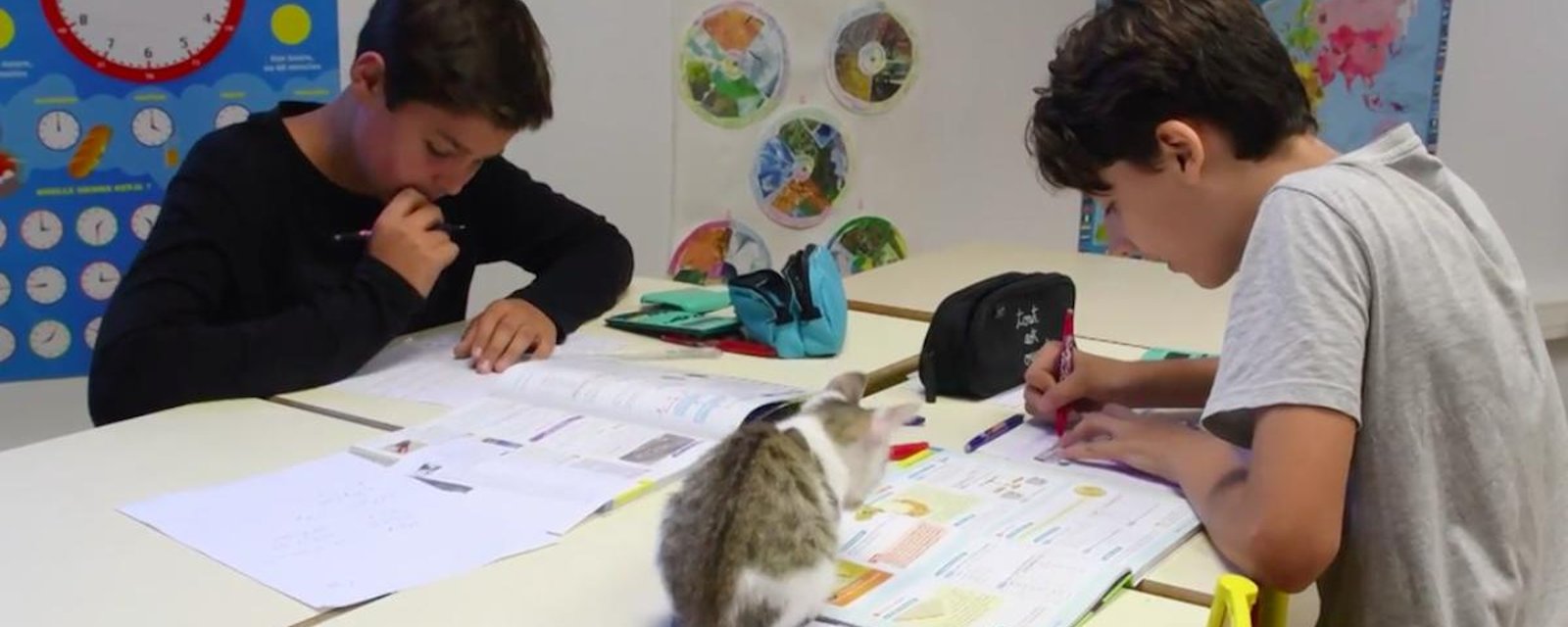 En France, des élèves partagent leur classe avec des chats