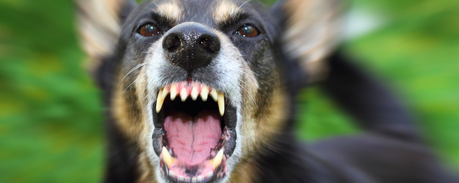 6 conseils de défense si vous êtes attaqué par un chien Trucs et Bricolages