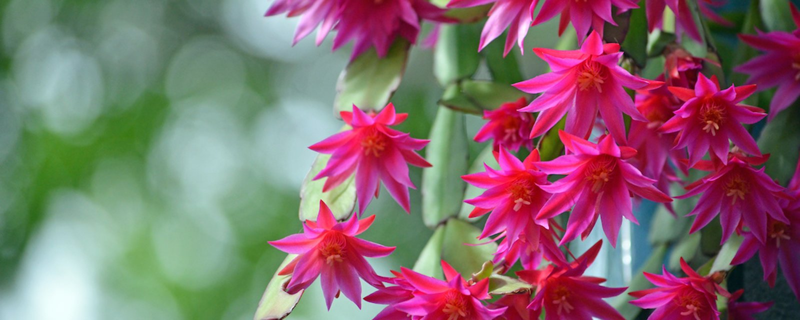 Voici la bonne façon d’entretenir et de faire fleurir un cactus de Noël