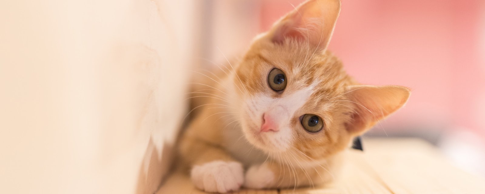 est ce qu'un chat reconnait son nom