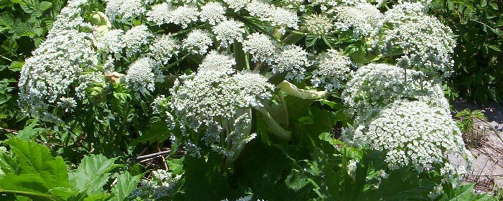 Les autorités mettent la population en garde contre cette plante envahissante et toxique