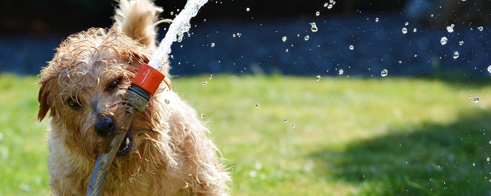 CANICULE : 3 conseils importants pour les propriétaires d'animaux et comment repérer les coups de chaleur chez vos petits compagnons