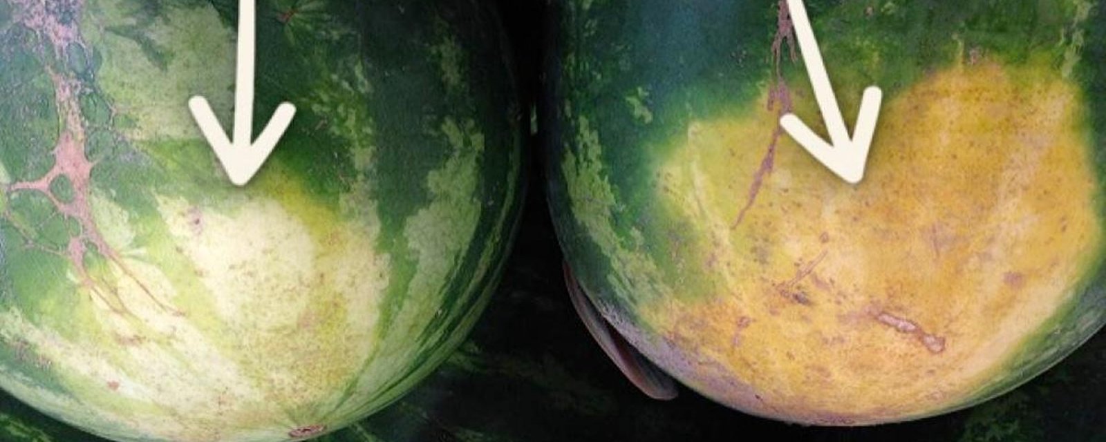 Un fermier expérimenté révèle les 5 choses à regarder pour acheter le melon d'eau parfait.