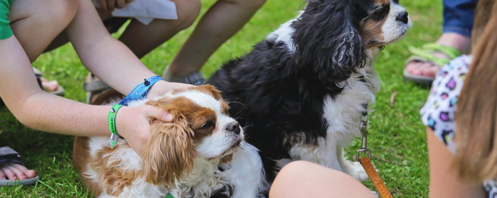 Voici les noms de chien les plus populaires de 2019