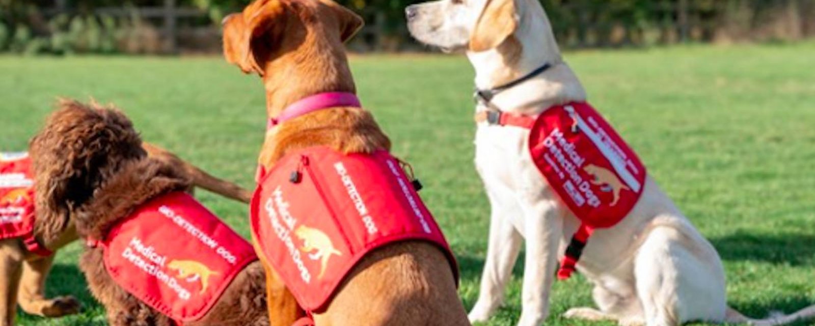 Au Royaume-Uni, on veut dresser des chiens à détecter le coronavirus