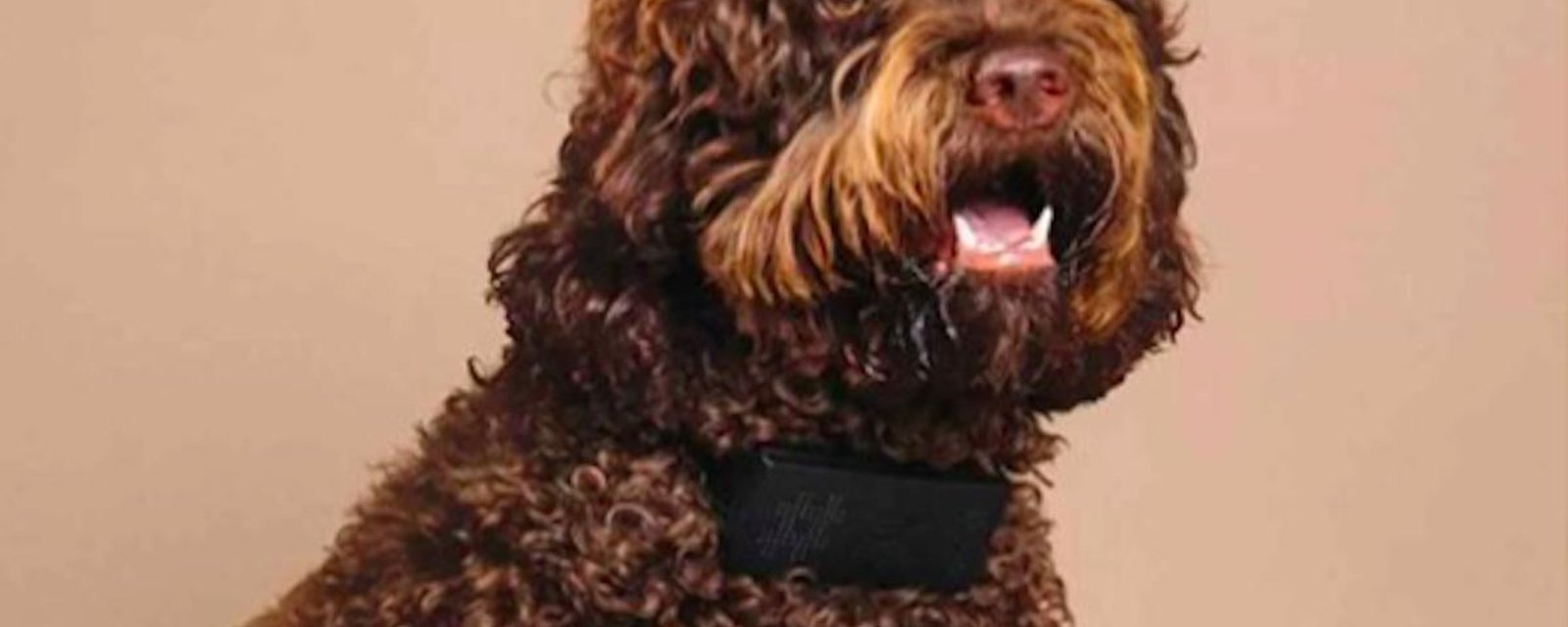 Le gadget impoli du moment: un collier pour chien qui dit des gros mots quand l’animal aboie!