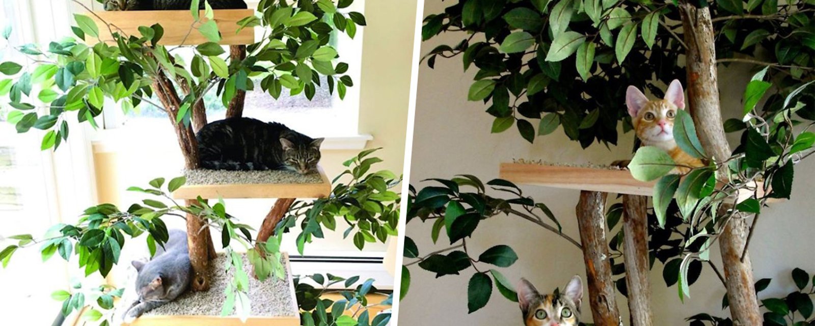 Ce couple imagine des alternatives aux arbres à chats ordinaires