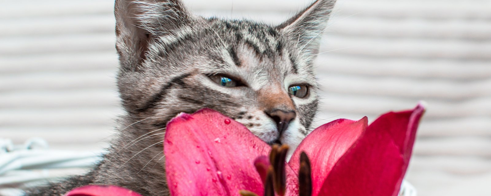 Vous avez un chat? Voici pourquoi vous ne devriez pas avoir de lys de Pâques à la maison.