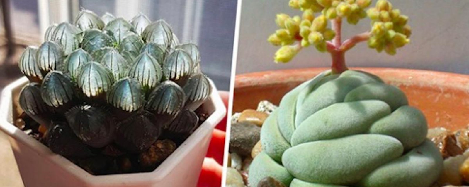 22 plantes succulentes qui semblent venir d’un autre monde