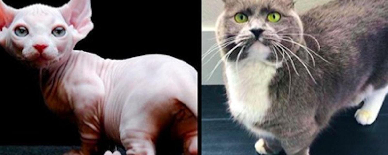 16 races de chats dont vous n'avez peut-être jamais entendu parler