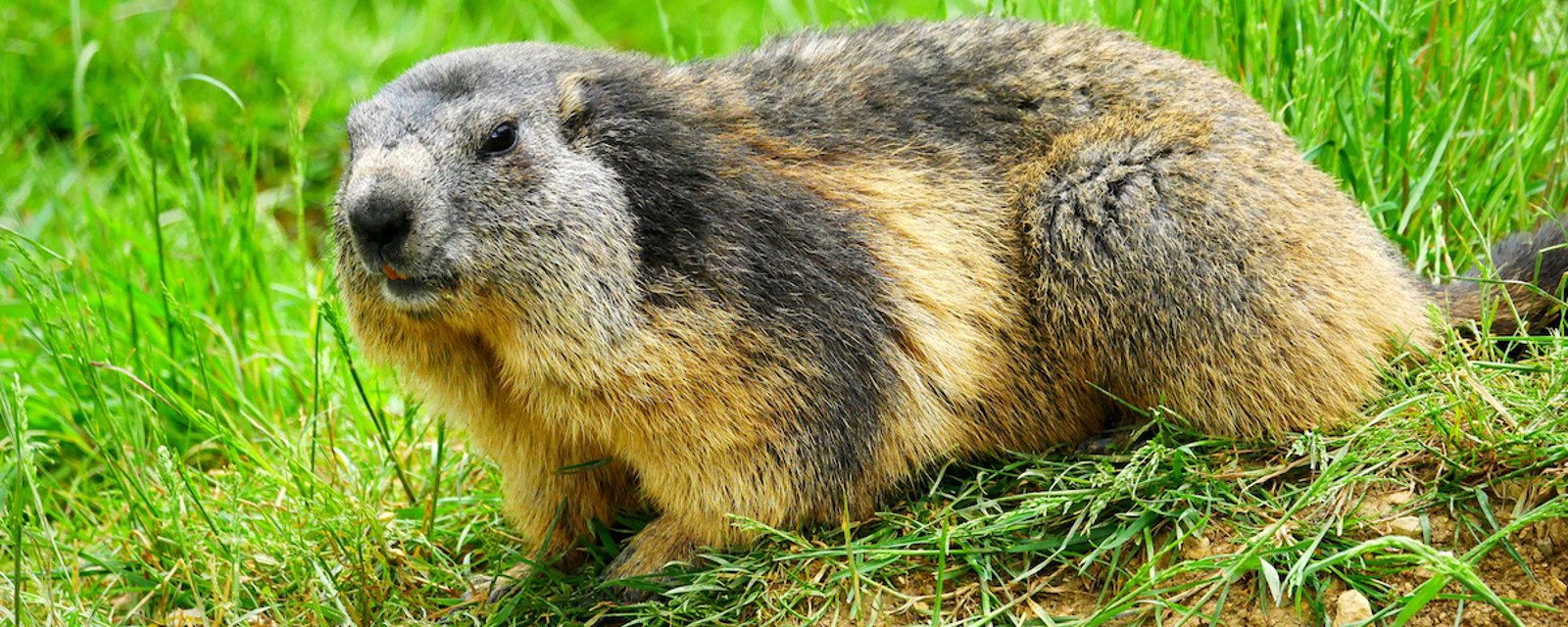 Découvrez 14 méthodes pour éloigner les marmottes de votre terrain