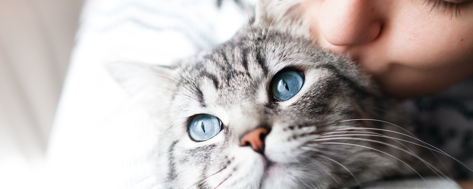 8 excellentes raisons pour vivre avec un chat