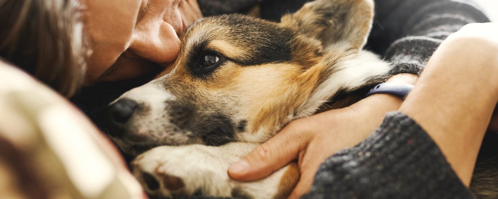 Voici le temps idéal que vous devriez passer avec votre chien, selon la science