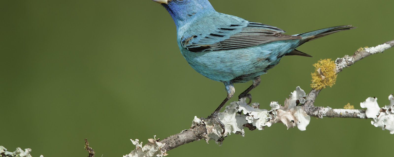 Être entouré d’oiseaux rend aussi heureux qu'une augmentation de salaire, selon la science