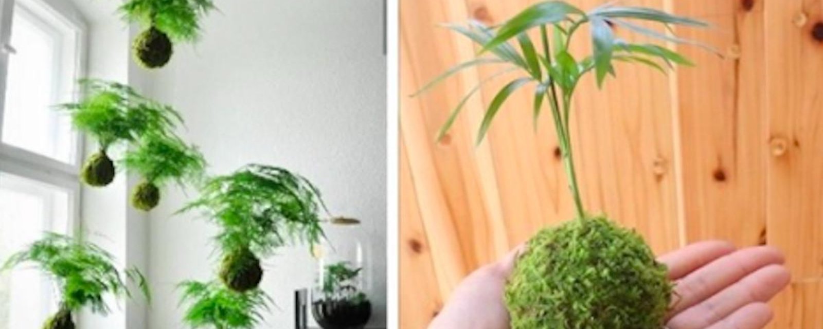 Le Kokedama: un art japonais qui gagne en popularité