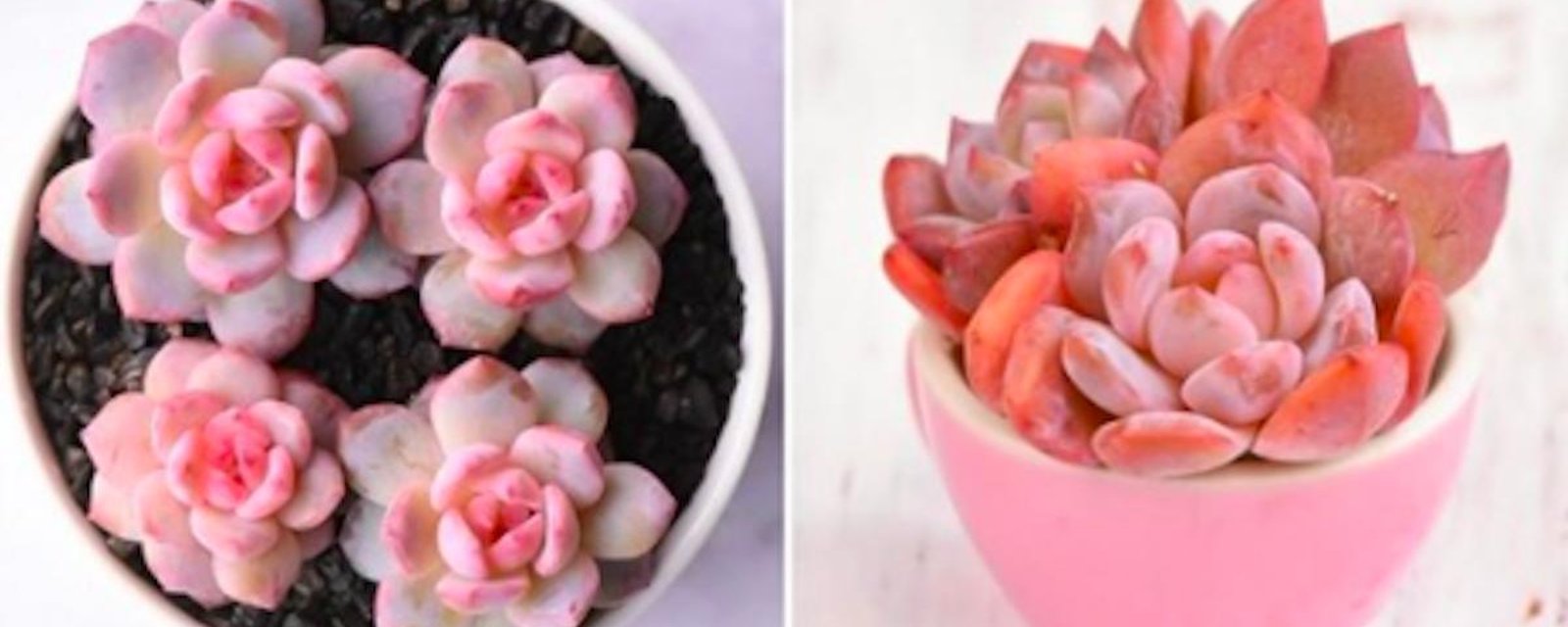 Les succulentes roses existent et elles sont ravissantes!