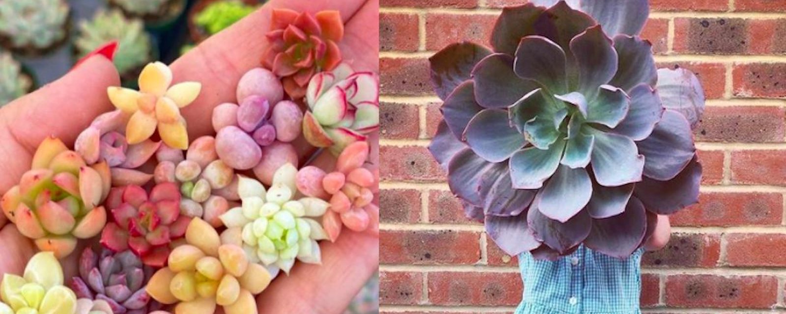 Les succulentes minuscules existent et les géantes, aussi!