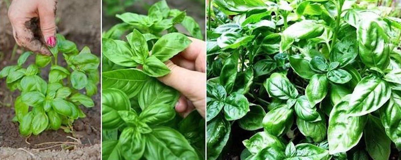 Conseils de pro pour cultiver un plant de basilic géant