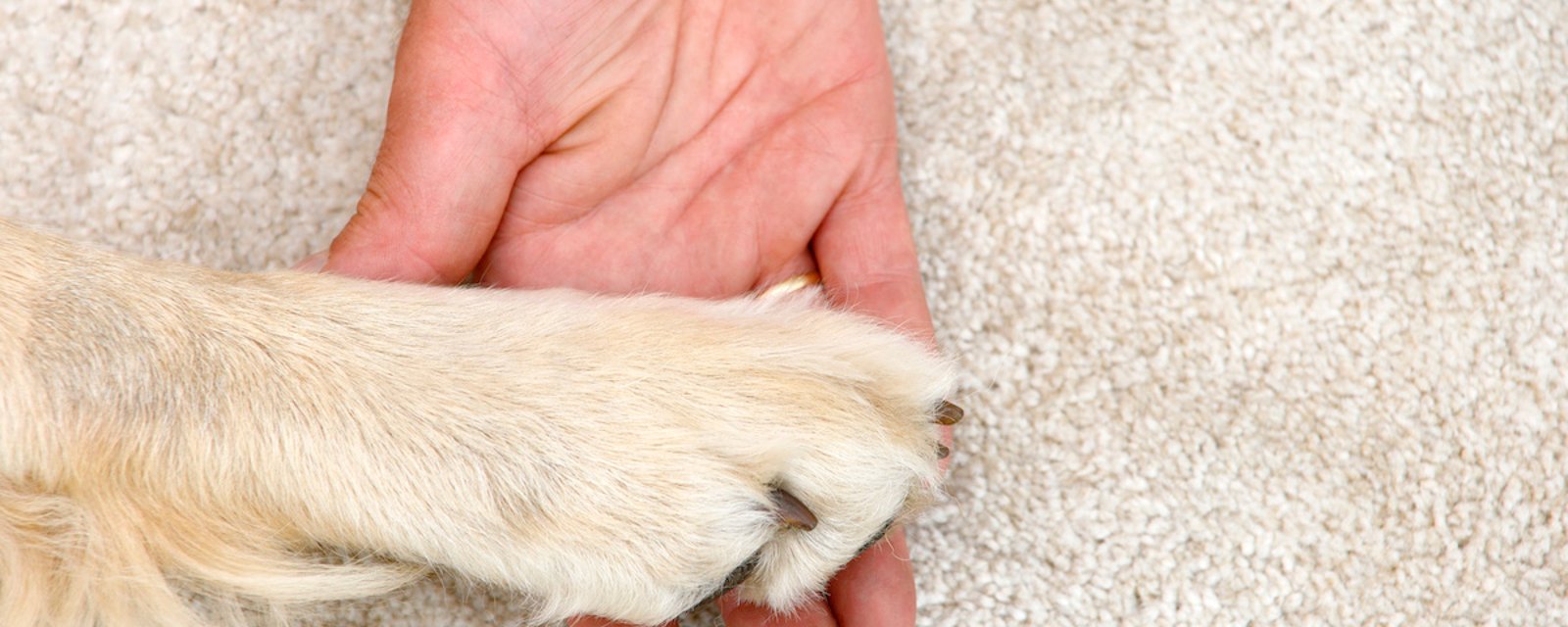 6 signaux que votre chien envoie lorsqu'il pose une patte sur vous