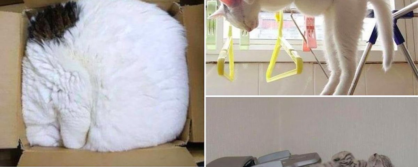 Pourquoi acheter un panier ou un lit à votre chat? Il dormira partout, sauf dessus! 26 preuves en photos!