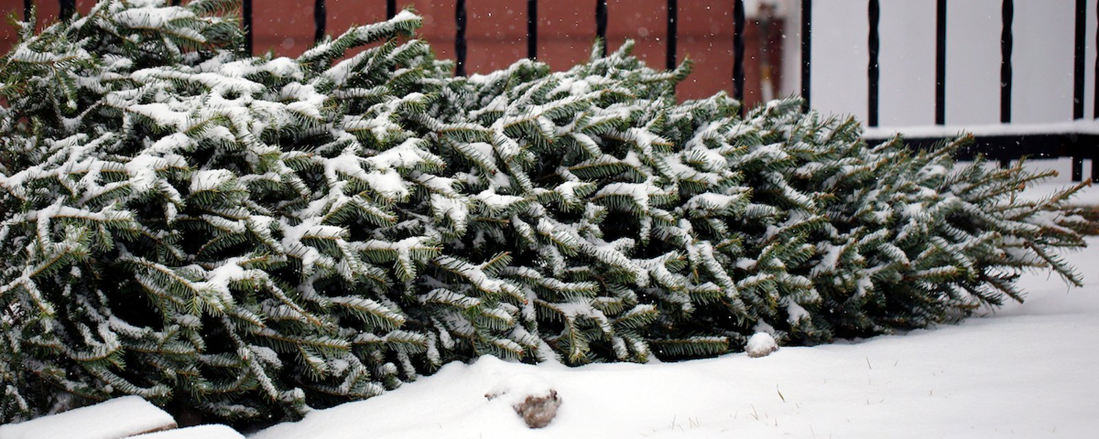 Selon la tradition, vous devriez laisser votre arbre en place jusqu'au 6 janvier. Voici pourquoi.