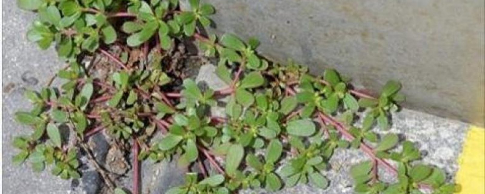 Si vous trouvez cette plante dans votre cour, ne l'arrachez surtout pas!