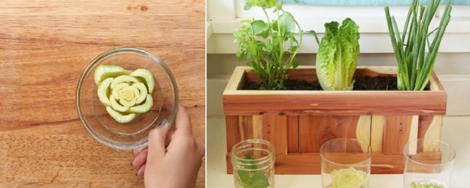 En récupérant des restants de légumes, elle réalise son propre petit jardin intérieur! 