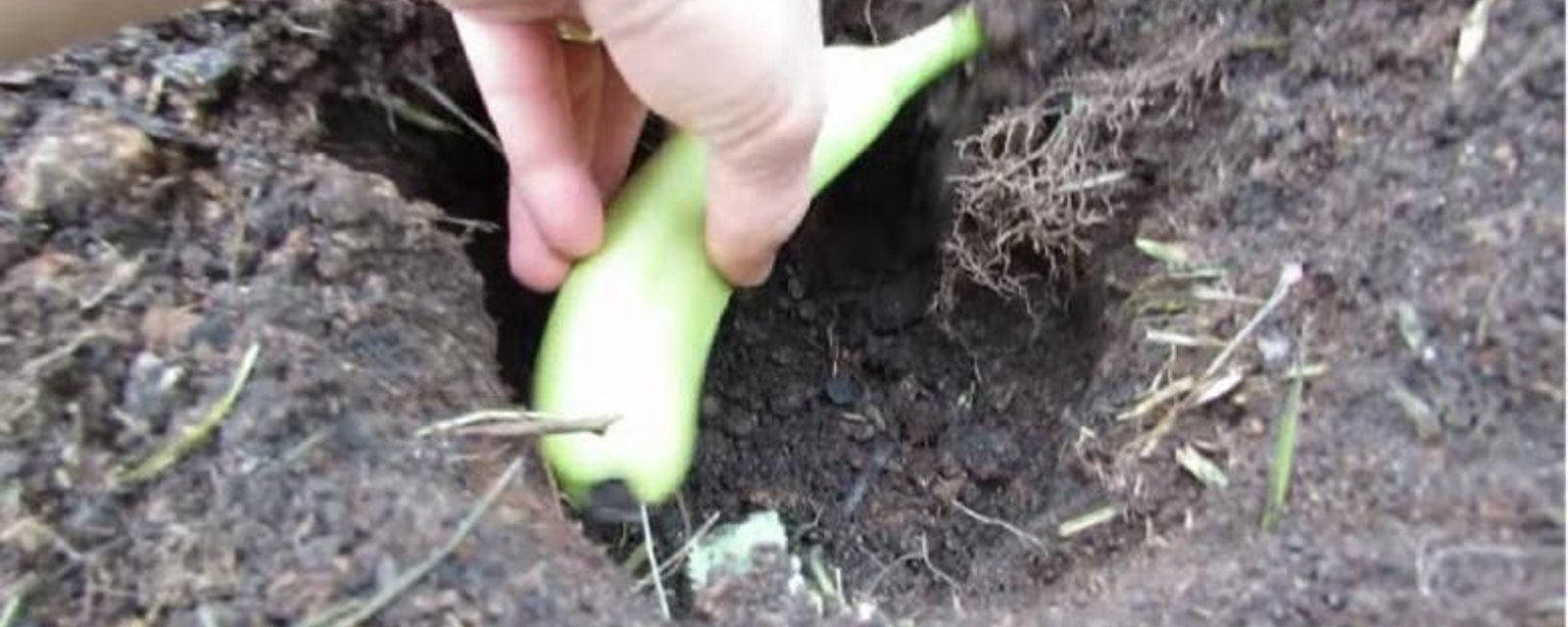 Cet homme fait un trou et y dépose une banane! Je ne savais pas que c'était possible! 