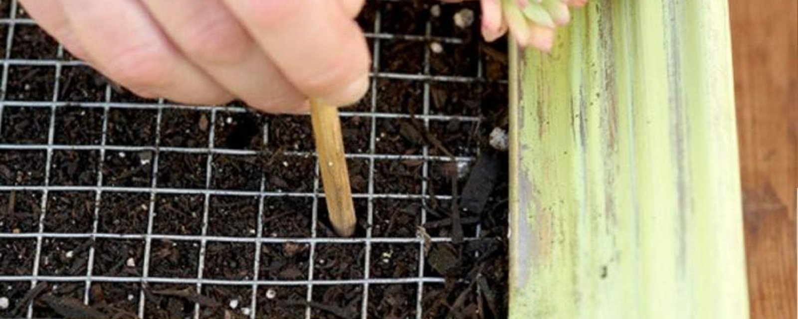 Elle plante une Succulentes dans un endroit peu commun! Quand j'ai vu le résultat! J'en veux un!! 