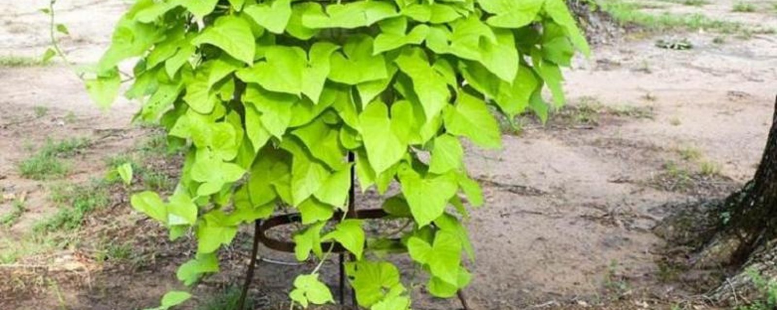 Plante de patate douce! 