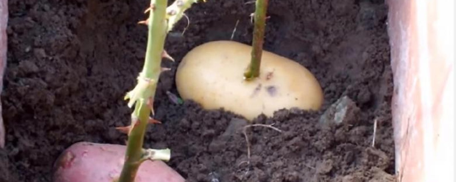 Il pique une rose dans une pomme de terre! Une semaine plus tard, ce qui pousse vous épatera! 