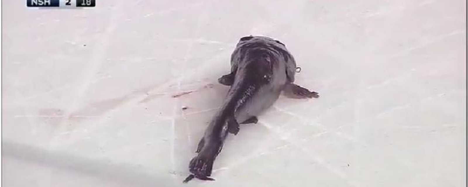 Un poisson est lancé sur la glace à Nashville, PETA envoie une lettre à l'équipe.