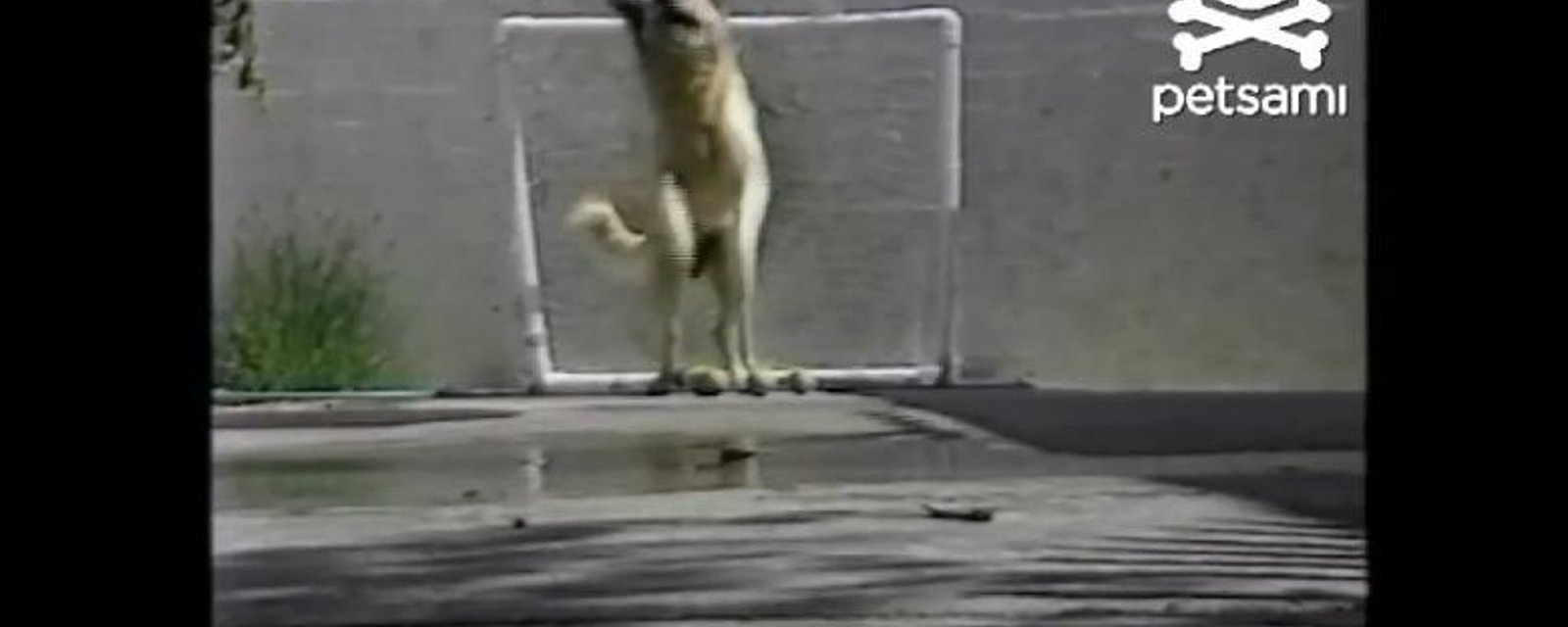 VIDÉO: Un gardien de but imbattable!