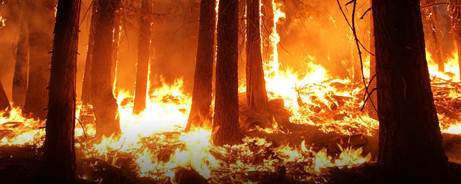 NHL superstar using beer to raise money for BC wildfires