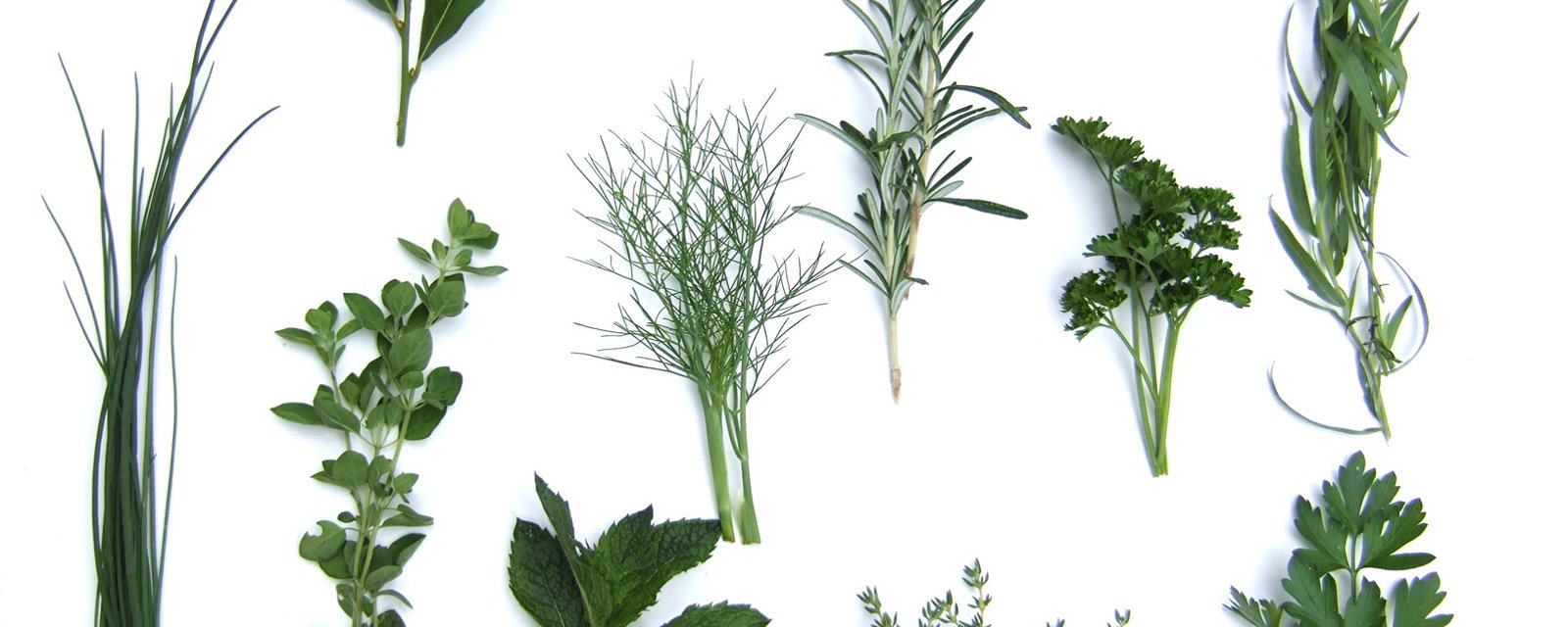 Voici les 5 herbes que vous pouvez cultiver dans le CONFORT de votre cuisine...