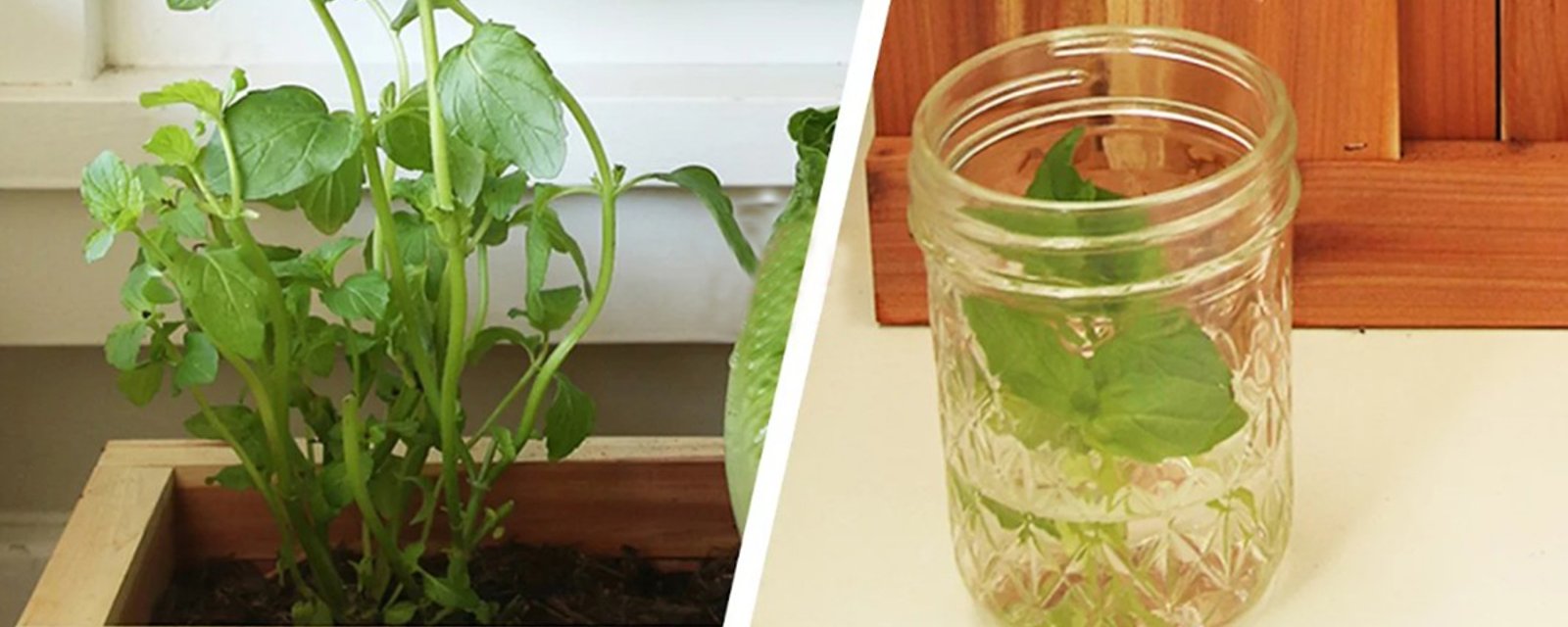 Un jardin à l'intérieur! Ces légumes repoussent à partir d'eux-mêmes et vite en plus!