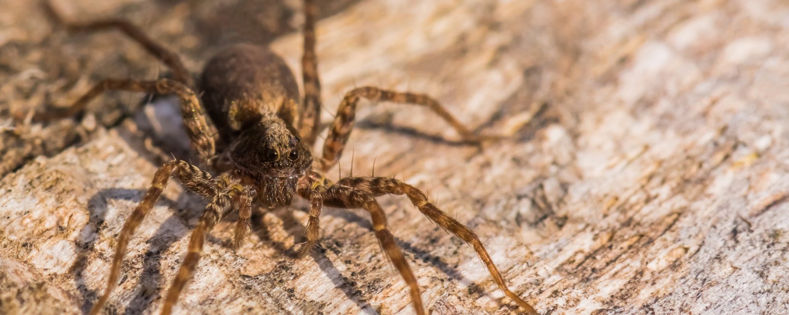 Comment chasser les araignées de façon naturelle