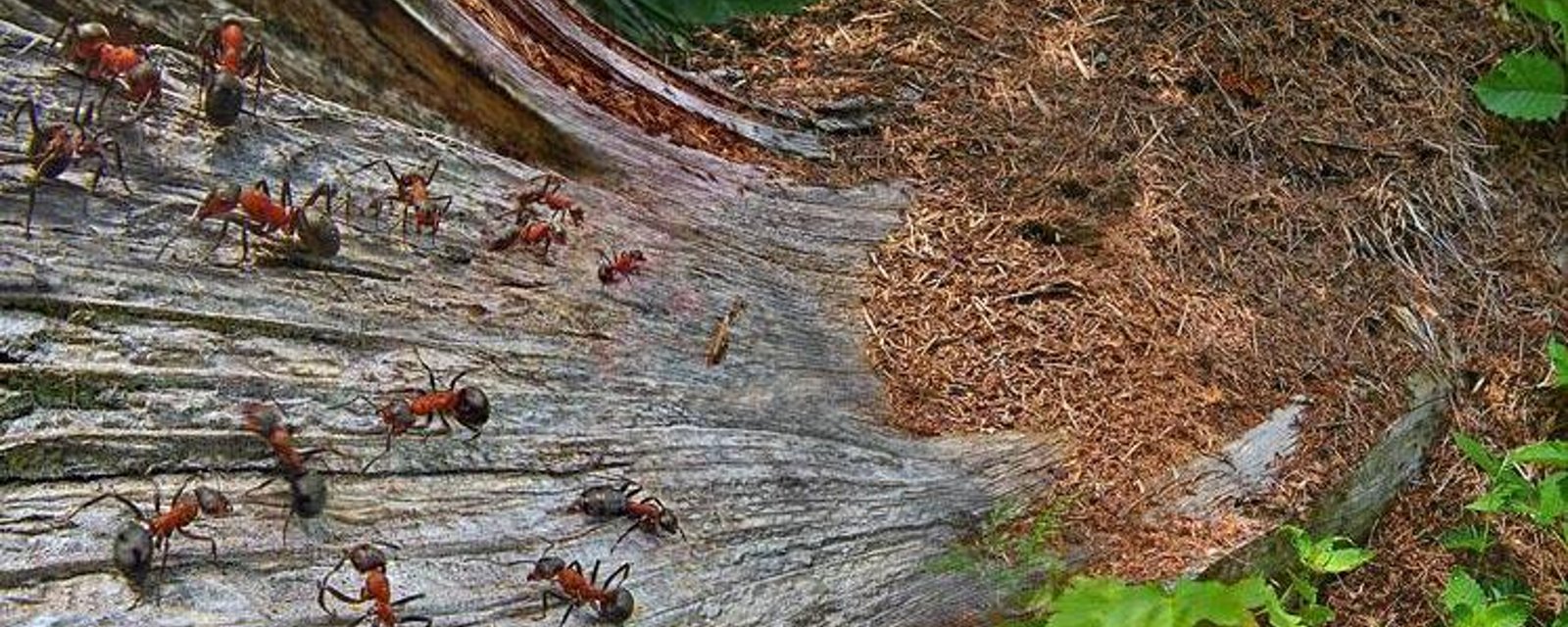 Comment DÉTRUIRE naturellement et efficacement une fourmilière Ma Fourchette