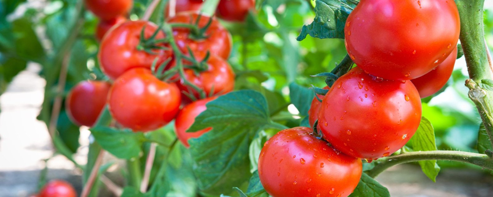 Vous ne devriez jamais, jamais conserver les tomates de cette façon!