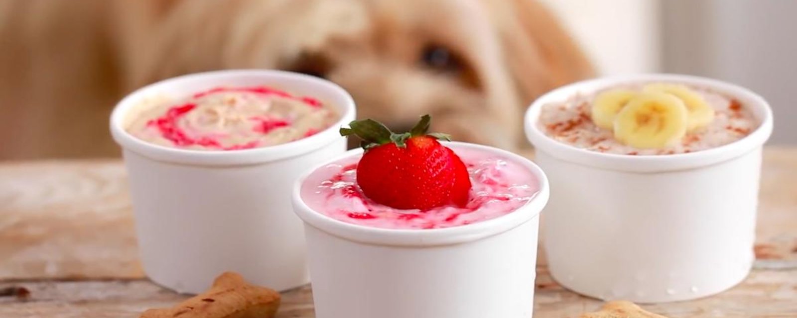 3 recettes de crèmes glacées réservées aux chiens