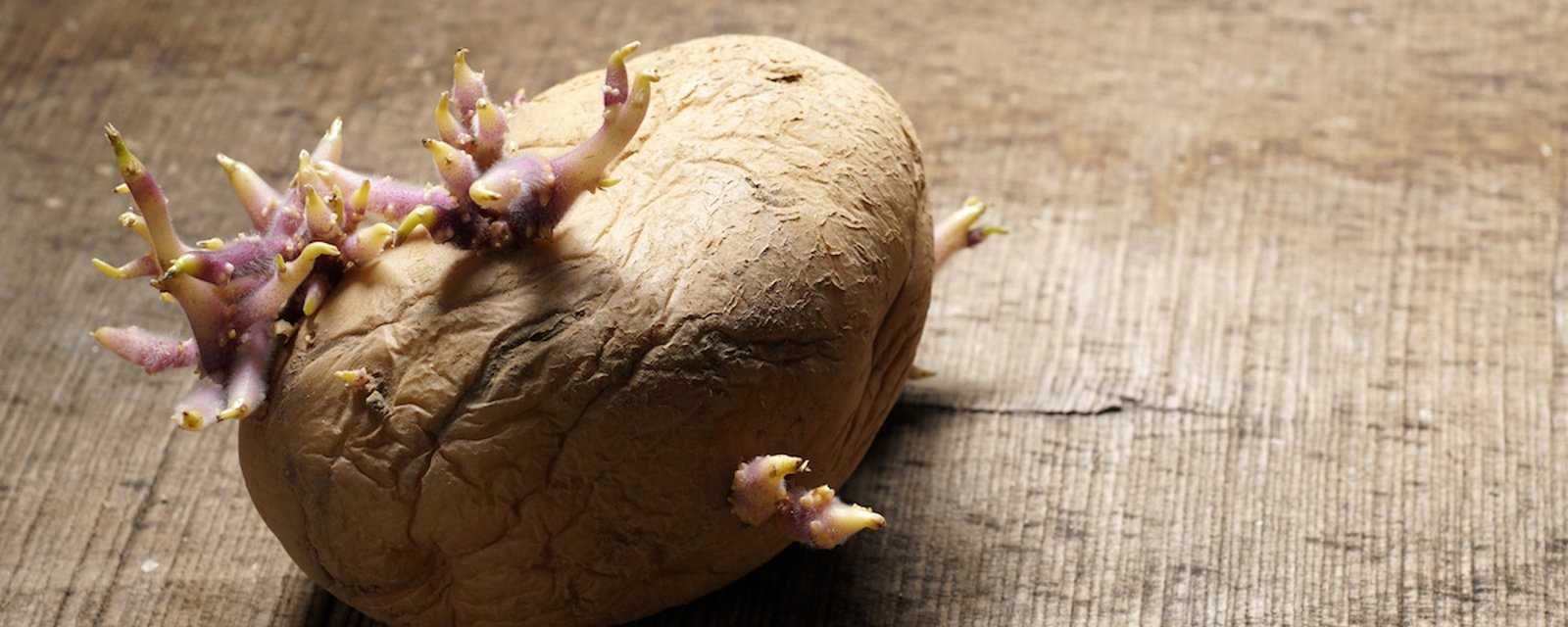 Peut-on manger des pommes de terre germées?