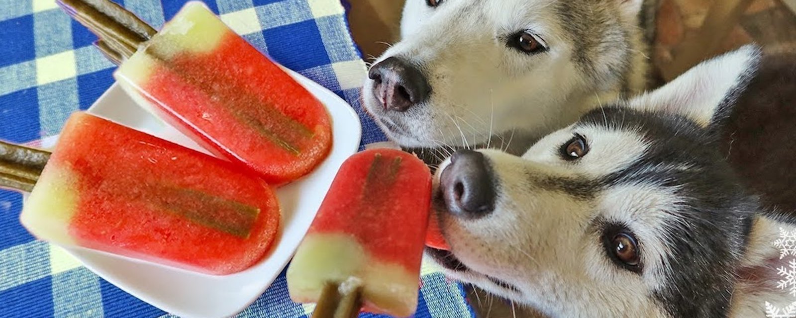 5 gâteries rafraîchissantes pour chiens à préparer pour faire plaisir à Pitou