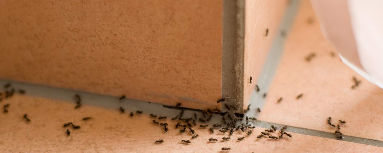 Ce mélange naturel va vous débarrasser des fourmis dans et autour de votre maison